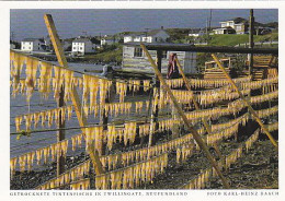 AK 185991 CANADA - Newfoundland - Getrocknete Tintenfische In Twillingate - Otros & Sin Clasificación