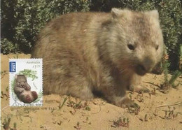 Australia 2013 Bush Babies,Wombat,maximum Card - Cartas Máxima