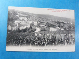Aveney Vue Prise Dans Les Vignes Wijngaard Druiven Raisins Champagen T.Roederer Fondee En 1864 D51 - Autres & Non Classés
