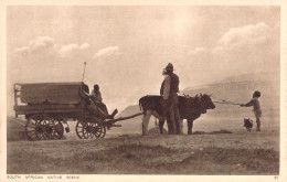 AFRIQUE DU SUD - South Africa Native Scene - Attelage De Boeufs Et Cariole - Carte Postale Ancienne - Südafrika