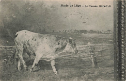 BELGIQUE - Liège - Musée De Liège - Le Taureau - Carte Postale Ancienne - Lüttich