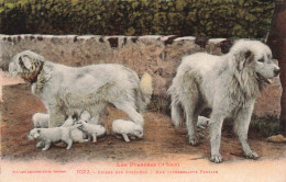 ANIMAUX  ET FAUNE - Chiens Des Pyrénées - Une Intéressante Famille - Colorisé - Carte Postale Ancienne - Chiens