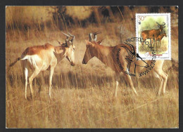 Gondonga. Wild Cow. Antelope. Alcelaphus Buselaphus Lichtensteinii. Triple Maximum Postcard. Wilde Kuh. Antilope. Alcela - Kühe