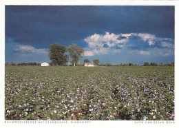 AK 186085 USA - Mississippi - Baumwollfelder Bei Clarksdale - Sonstige & Ohne Zuordnung