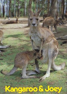 AK 186126 AUSTRALIA - Victoria - Harrietville - The Stony Creek Trout Farm - Kangaroo And Joey - Altri & Non Classificati