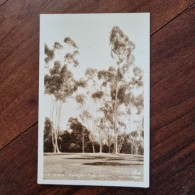 NON-CIRCULATED POSTCARD - USA - Eucalyptus Trees, California - Arbres