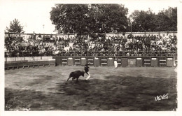 FRANCE - Courses Landaises - L'écart - Dans L'Arène - Carte Postale - Autres & Non Classés