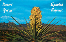 United States Texas > El Paso Desert Yucca Spanish Bayonet 1965 - El Paso