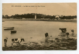 56 ARRADON Les Vaches Se Baignant Baie Du Grésil Et La Tour Vincent  Cote N1923 Timb     D02 2020  - Arradon