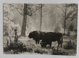 Bison      Polish Postcard - Taureaux