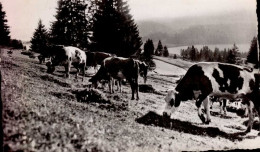 EN FLANANT EN FRANCHE-COMTE _  PATURAGES AU BORD DU LAC - Franche-Comté