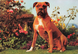 ANIMAUX ET FAUNE - Un Boxer Dans Le Jardin - Colorisé - Carte Postale - Hunde