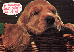 ANIMAUX ET FAUNE - Un Cocker Anglais Dans Son Panier - A Chaque Jour Suffit Sa Peine - Colorisé - Carte Postale - Chiens