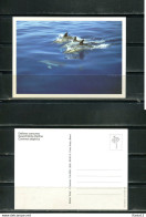 K16692)Motivkarte Tiere: Delfin - Dolfijnen
