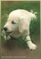 ANIMAUX ET FAUNE - Un Golden S'allongeant Sur La Pelouse - Colorisé - Carte Postale - Hunde