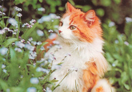 ANIMAUX ET FAUNE - Un Norvégien Dans Les Plantes - Colorisé - Carte Postale - Gatos