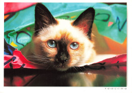 ANIMAUX ET FAUNE -  Un Siamois - Colorisé - Carte Postale - Katten