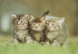 ANIMAUX ET FAUNE -  Trois Chatons Gris - Colorisé - Carte Postale - Katzen