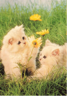 ANIMAUX ET FAUNE -  Deux Petits Chatons Jouant Dans La Prairie - Colorisé - Carte Postale - Katzen