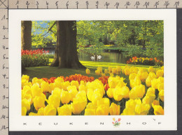 109282GF/ LISSE, Keukenhof  - Lisse