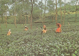 AK 186224 BANGLADESH - Sylhet - Tea Garden - Bangladesch