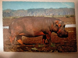 Cartolina Ippopotamo FG - Flusspferde