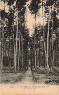 FRANCE - Forêt De Sillé Le Guillaume (Sarthe) - Allée Sous Les Sapins - Carte Postale Ancienne - Sille Le Guillaume