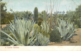 A Cactus Garden Old Postcard - Sukkulenten