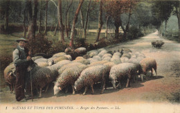 Les Pyrénées * Scènes Et Types * Un Berger * Métier Troupeau Moutons - Autres & Non Classés