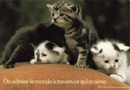 ANIMAUX ET FAUNES - Des Petits Chatons De Couleurs Différentes - Colorisé - Carte Postale Ancienne - Chats