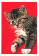 ANIMAUX ET FAUNES - Un Petit Chaton - Colorisé - Carte Postale Ancienne - Cats