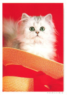 ANIMAUX ET FAUNES - Un Petit Chaton Dans Un Chapeau - Colorisé - Carte Postale Ancienne - Katten
