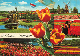 PAYS BAS - Holland - Un Champ De Tulipes - Colorisé - Carte Postale - Autres & Non Classés
