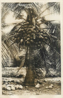 Coconut Tree Photo Postcard - Arbres