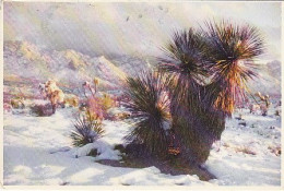 AK 186438 USA - Arizona - Desert Yucca & Catalina Mountains - Sonstige & Ohne Zuordnung