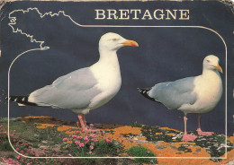 ANIMAUX - Goélands Argentés - Colorisé - Carte Postale - Vogels