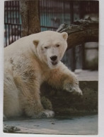 Bear Polar / Polish Postcard - Ours