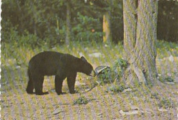 AK 186531 BEAR / BÄR - USA - Ours