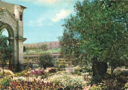ISRAEL - Jerusalem - Jardin De Gethsemani Et Les Remparts De La Ville - Colorisé - Carte Postale - Israël
