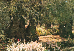 ISRAEL - Jerusalem - Jardin De Gethsemani - Colorisé - Carte Postale - Israël