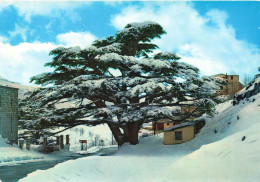 LIBAN - Cedars - Un Cèdre Couvert De Neige - Colorisé - Carte Postale - Lebanon