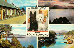 Royaume-Uni - Ecosse - Dunbartonshire - Chiens - Chien - Dogs - Dog - A Double Scotch From Loch Lomond - Multivues - Dunbartonshire