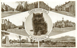 Royaume-Uni - Ecosse - Dunbartonshire - Chats - Chat - Cats - Cat - Good Luck From Alexandria - Multivues - Dunbartonshire