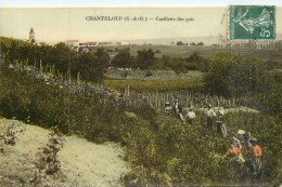 CHANTELOUP Cueillette Des Pois - Chanteloup Les Vignes