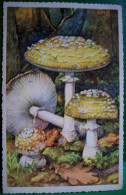 CPA  CHAMPIGNON AMANITE PANTHERE .CHAMPIGNONS Amanita Pantherina  . MUSHROOM OLD PC FUNGI - Hongos