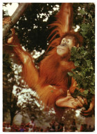 Sumatran Orangutan Primate Dresden Zoo DDR GDR 1989 Germany Unused Postcard. Publisher Bild Und Heimat, Reichenbach - Singes