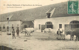 GRIGNON École Nationale D'Agriculture, Les Bœufs à L'abreuvoir - Grignon