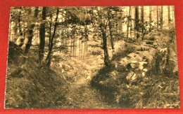 BRUXELLES - AUDERGHEM   -   Sentier Des Fougères -  1913   - - Oudergem - Auderghem