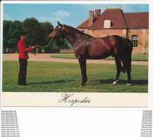 Carte ( Format 15 X 10,5 Cm )  EXMES Le HARAS DU PIN  HOSPODAR  Cheval - Exmes