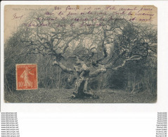 Carte De Verzy  Un Faux De La Forêt ( Arbre ) - Verzy